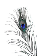 Obraz premium One beautiful peacock feather on white background, closeup