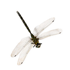 One beautiful dragonfly isolated on white, top view