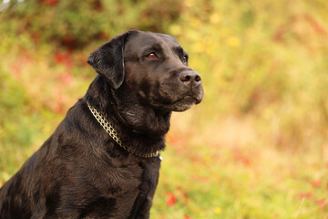 Portrait of adorable Labrador Retriever dog outdoors. Space for text