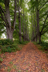Tranquil tree-lined pathway through lush greenery during autumn in a serene forest