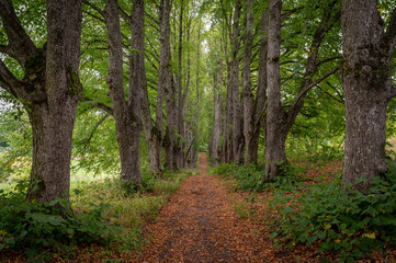 Tranquil tree-lined pathway through lush greenery during autumn in a serene forest