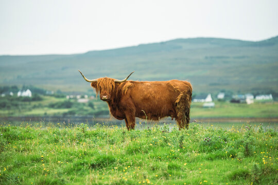 View of highlander cows grazing in a serene field surrounded by hills, Portree, Scotland.