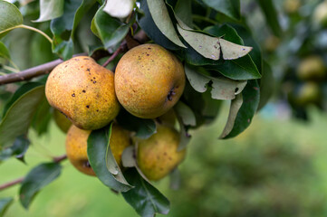 Pears grow on a green tree branch surrounded by lush foliage in bright sunlight.