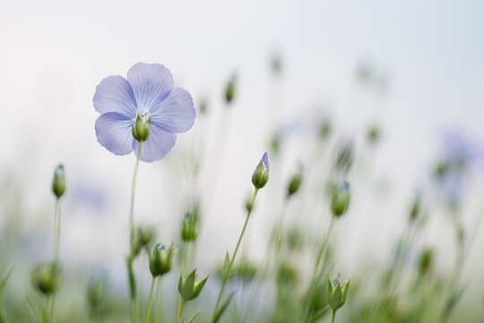 View of flowering flax on serene cropland, Twente, Netherlands.