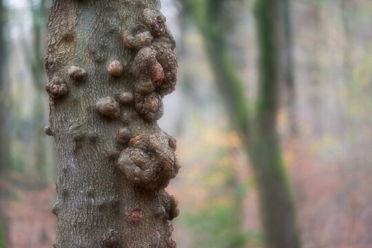 View of tree trunk with deformities in tranquil forest, Speulderbos, Gelderland, Netherlands.
