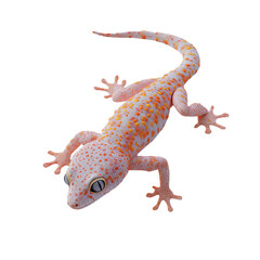 Colorful Gecko on a White Background Isolated on Transparent Background