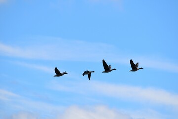 geese fly in a flock during the daytime