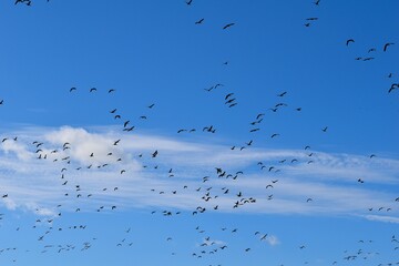 A flock of wild geese flying in formation across a bright blue sky on a clear day.