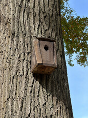 Bird house on a tree trunk in the woods
