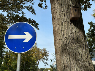 Arrow road sign next to a large tree wit bird house
