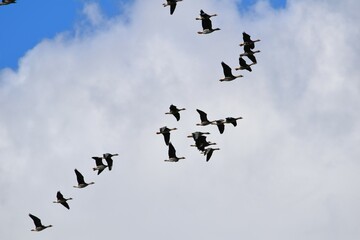 geese fly in a flock during the daytime