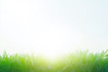 A clean bright background with the glare of sunlight providing copy space with fresh grass on the bottom.