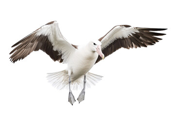 Fototapeta premium Beautiful Albatross Isolated on a transparent Background Perfect for Educational Materials and Wildlife Conservation Efforts