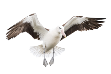 Beautiful Albatross Isolated on a transparent Background Perfect for Educational Materials and Wildlife Conservation Efforts