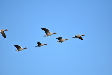 wild geese fly under the blue sky
