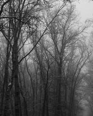Black metal forest, foggy dark spooky forest, dark horror atmosphere, fantastic winter