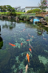 日本庭園の中の綺麗な池で泳ぐ錦鯉