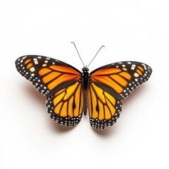 Fototapeta premium Monarch butterfly with vibrant orange wings on a white background colorful insect close-up