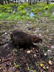 An otter near a pond.