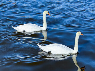 Swans in the lake