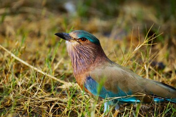 Indian Roller in field
