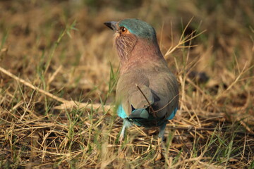 Indian Roller in field