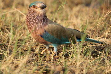 Indian Roller in field