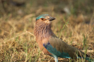Indian Roller in field
