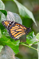 Monarch Butterfly (Danaus plexippus), commonly found in North America, particularly in meadows and gardens