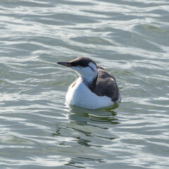 Guillemot (Uria aalge), commonly found along coastal cliffs and islands in the North Atlantic and Pacific