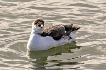 Guillemot (Uria aalge), commonly found along coastal cliffs and islands in the North Atlantic and Pacific