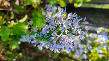 Obraz premium Beautiful delicate small purple flower on a green forest foliage 