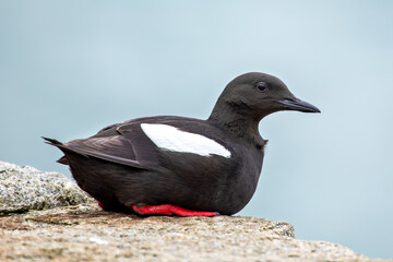 Guillemot (Uria aalge), commonly found along coastal cliffs and islands in the North Atlantic and Pacific