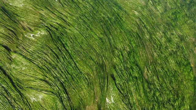 Algues et rivi&egrave;re vue du ciel