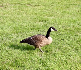 A close view of the goose in the green grass.