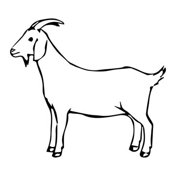 recommend clip art: Hand drawn Goat outline illustration