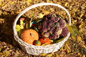 basket of pumpkins 
