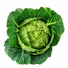Green cabbage isolated on white background
