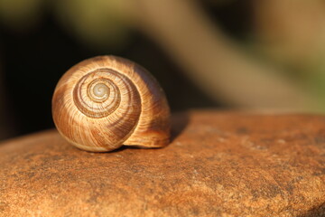 close up of an empty snail