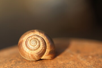 close up of an empty snail