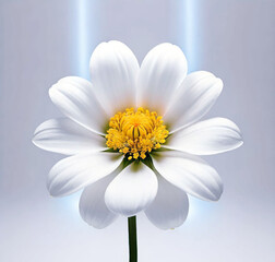 Obraz premium Delicate white flower chamomile on a white background
