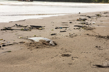 A dead fish on a polluted beach with debris like wood and plastic under a cloudy sky. Impact of ocean pollution, urging environmental conservation.