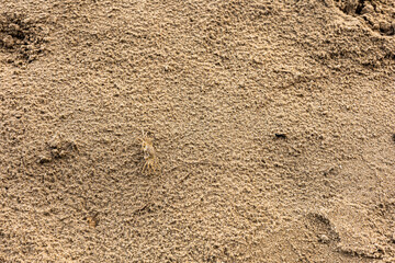 a close-up of fine-grained sandy texture with small ridges and troughs. A pale crab on the left blends in with its surroundings.