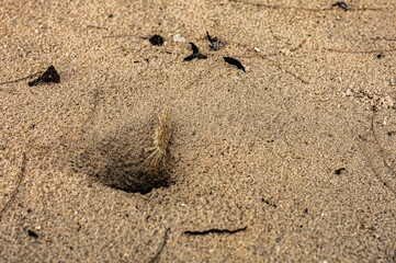 a small ghost crab walking into a hole in light brown sand. Small debris pieces are scattered around the area. Crustacean, habitat in a coastal environment.