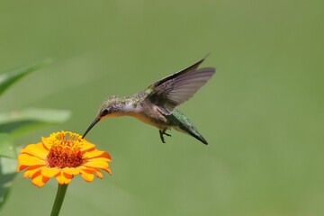 Close-up of a hummingbird feeding on a vibrant flower with green blurry background