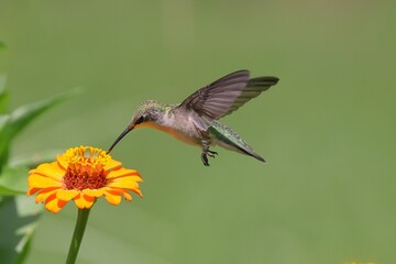 Close-up of a hummingbird feeding on a vibrant flower with green background