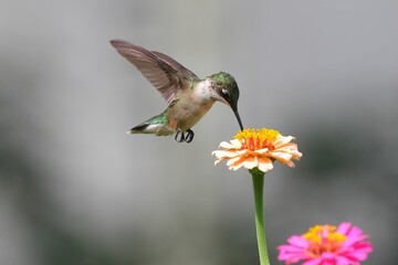Close-up of a hummingbird feeding on a vibrant flower with blurry gray background