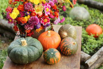 Autumn harvest of fresh different pumpkins vegetables with beautiful colorful fall flowers autumnal bouquet in garden close-up. Harvesting organic pumpkin vegetable