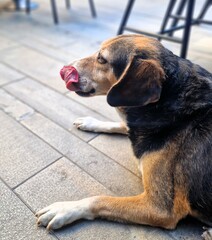 dog in the park