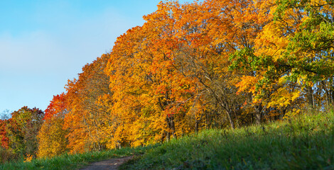 Autumn forest path. Texture background. Orange color tree, red brown maple leaves in fall Neris Park. Nature scene in sunrise. Scenic scenery Bright light sun Sunrise